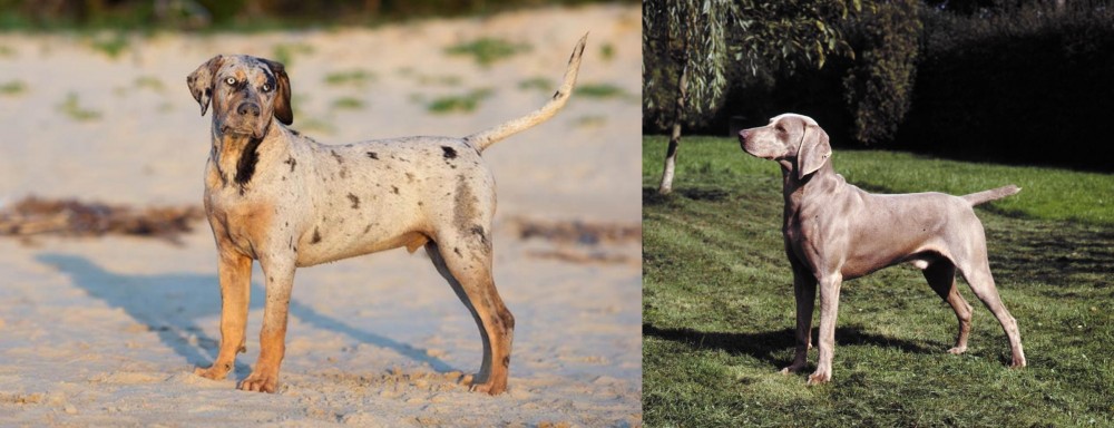 Smooth Haired Weimaraner vs Catahoula Cur - Breed Comparison