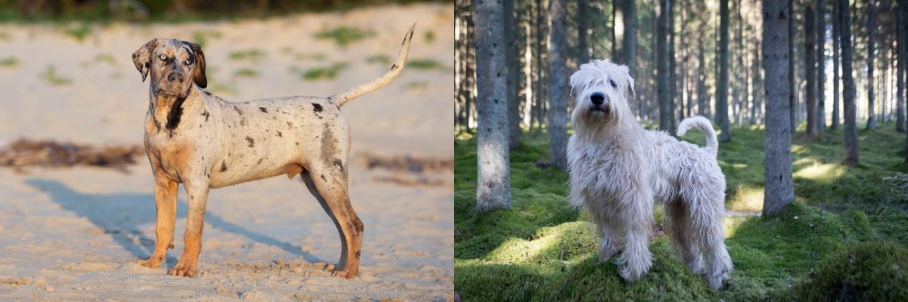 Soft-Coated Wheaten Terrier vs Catahoula Cur - Breed Comparison