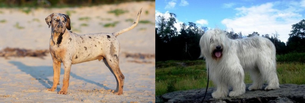 South Russian Ovcharka vs Catahoula Cur - Breed Comparison