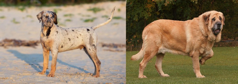 Spanish Mastiff vs Catahoula Cur - Breed Comparison