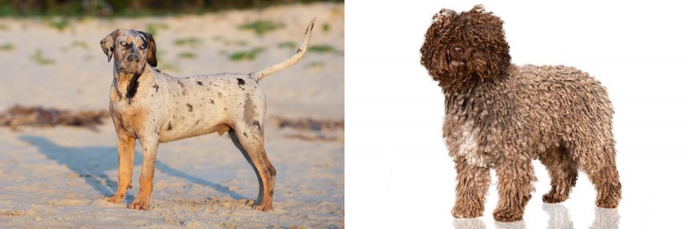 Spanish Water Dog vs Catahoula Cur - Breed Comparison