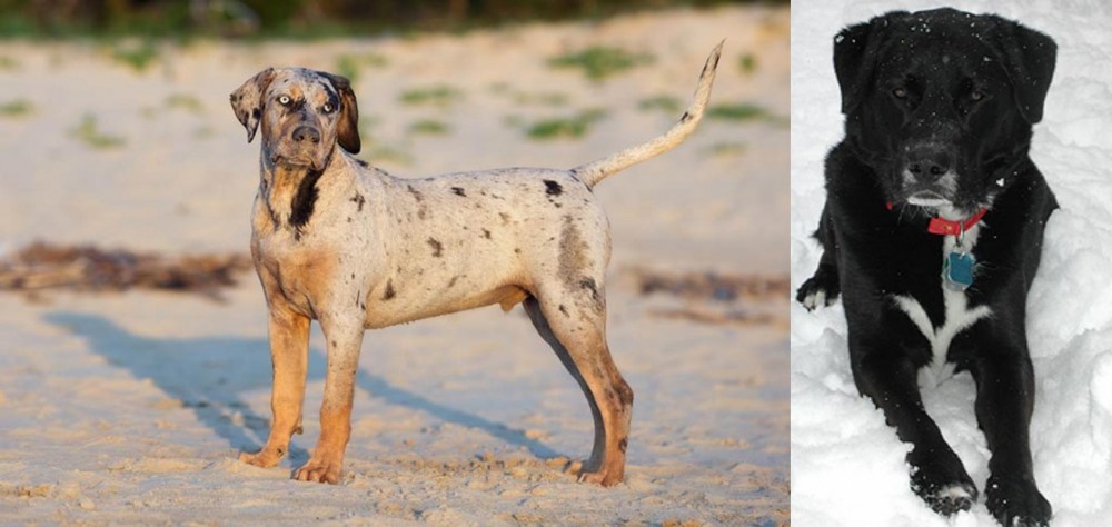 St. John's Water Dog vs Catahoula Cur - Breed Comparison