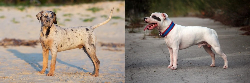Staffordshire Bull Terrier vs Catahoula Cur - Breed Comparison