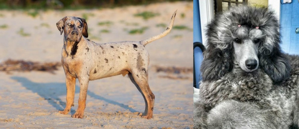 Standard Poodle vs Catahoula Cur - Breed Comparison