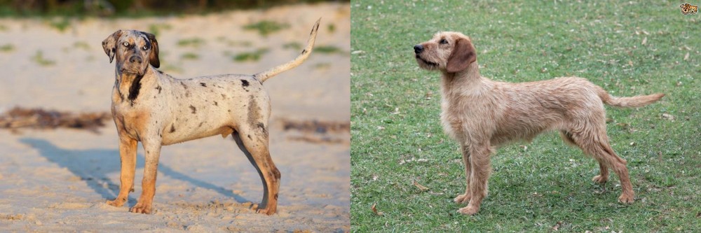 Styrian Coarse Haired Hound vs Catahoula Cur - Breed Comparison