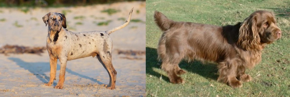 Sussex Spaniel vs Catahoula Cur - Breed Comparison