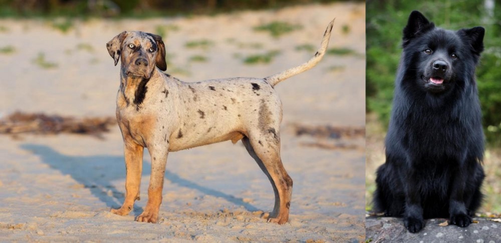 Swedish Lapphund vs Catahoula Cur - Breed Comparison