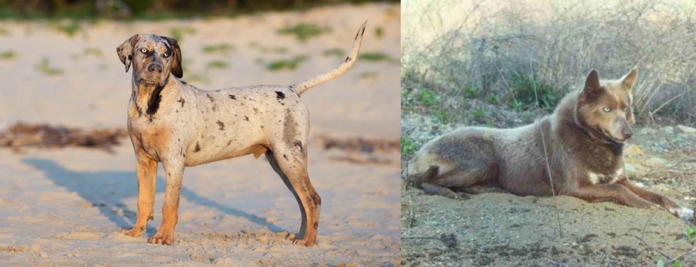 Tahltan Bear Dog vs Catahoula Cur - Breed Comparison