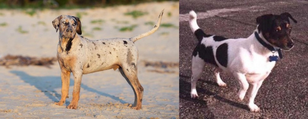 Teddy Roosevelt Terrier vs Catahoula Cur - Breed Comparison