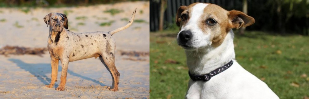 Tenterfield Terrier vs Catahoula Cur - Breed Comparison