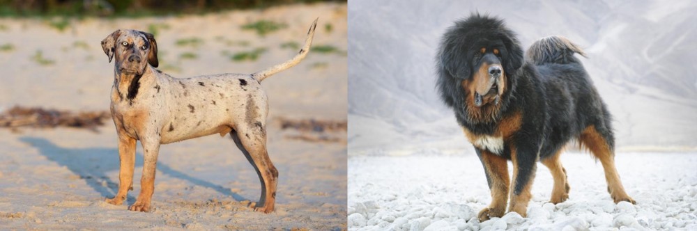 Tibetan Mastiff vs Catahoula Cur - Breed Comparison