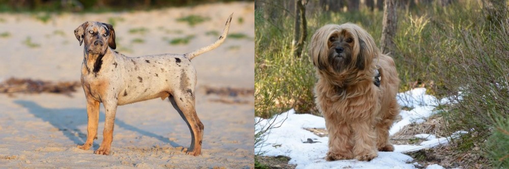 Tibetan Terrier vs Catahoula Cur - Breed Comparison
