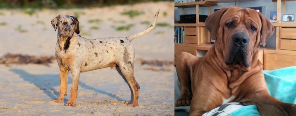 Tosa vs Catahoula Cur - Breed Comparison