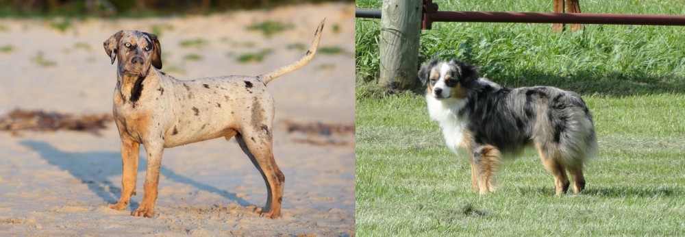 Toy Australian Shepherd vs Catahoula Cur - Breed Comparison