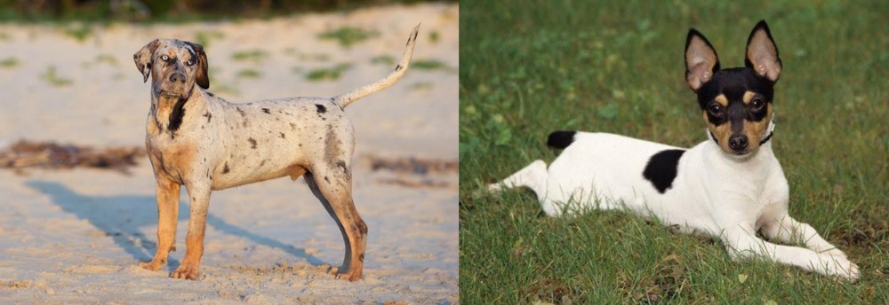 Toy Fox Terrier vs Catahoula Cur - Breed Comparison