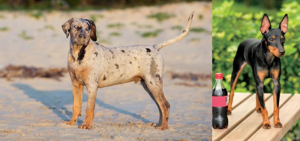 Toy Manchester Terrier vs Catahoula Cur - Breed Comparison