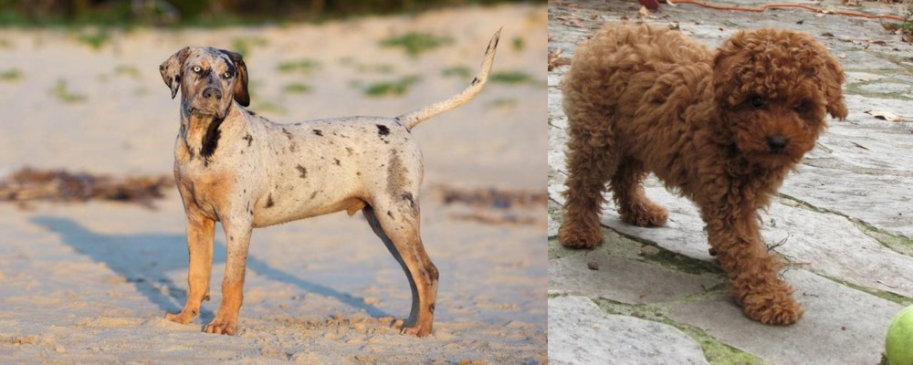Toy Poodle vs Catahoula Cur - Breed Comparison