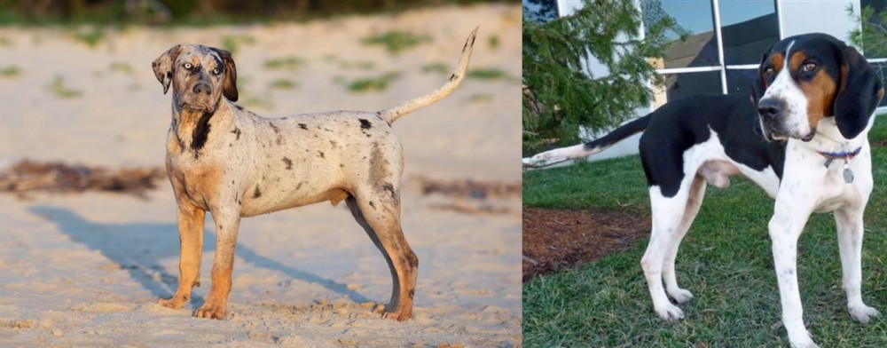Treeing Walker Coonhound vs Catahoula Cur - Breed Comparison