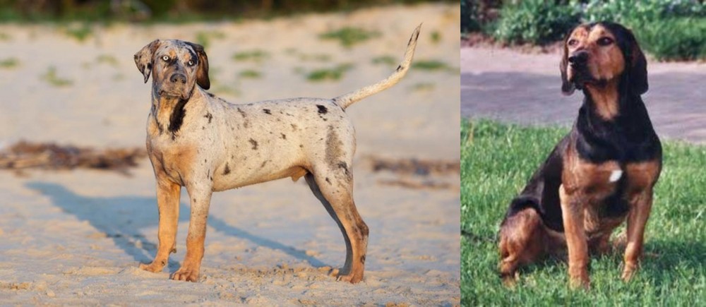 Tyrolean Hound vs Catahoula Cur - Breed Comparison