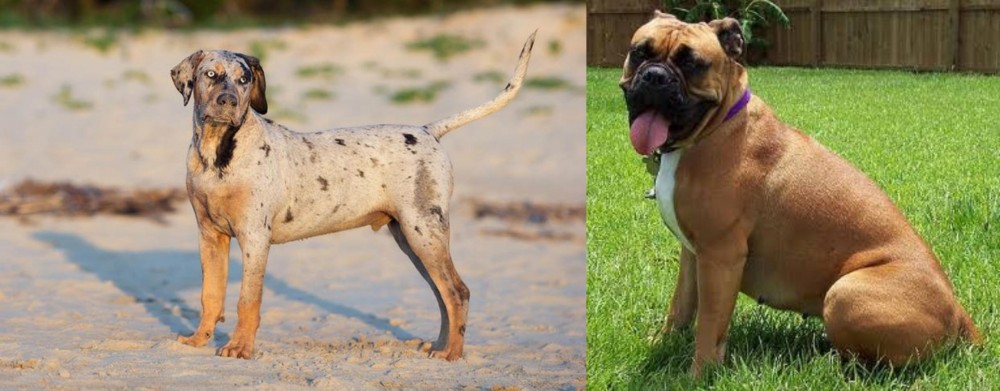 Valley Bulldog vs Catahoula Cur - Breed Comparison