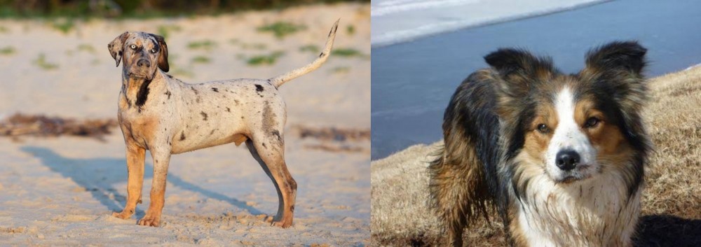 Welsh Sheepdog vs Catahoula Cur - Breed Comparison