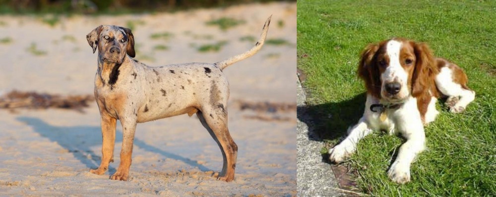 Welsh Springer Spaniel vs Catahoula Cur - Breed Comparison