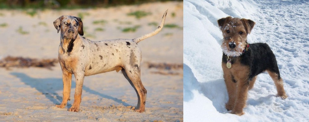 Welsh Terrier vs Catahoula Cur - Breed Comparison