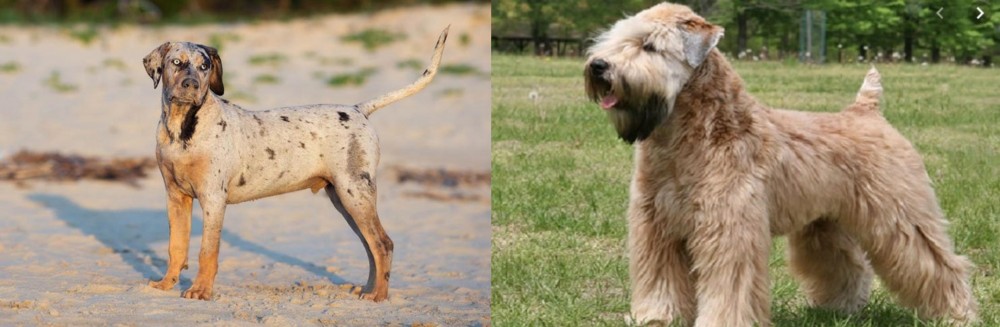 Wheaten Terrier vs Catahoula Cur - Breed Comparison