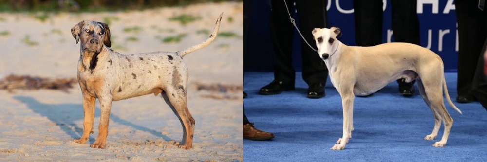 Whippet vs Catahoula Cur - Breed Comparison