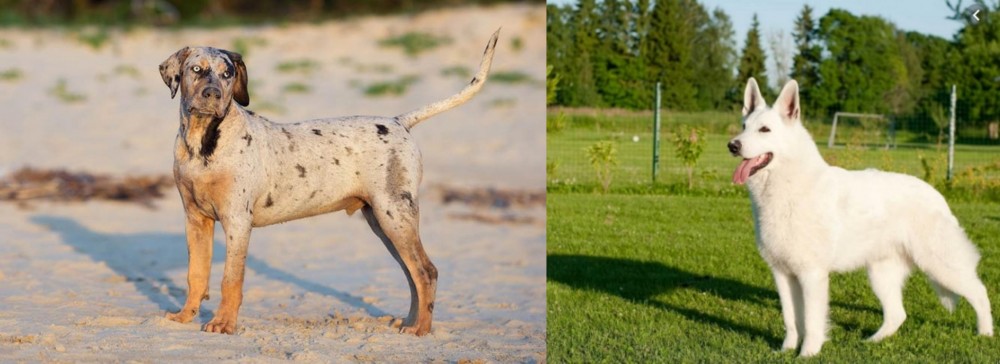 White Shepherd vs Catahoula Cur - Breed Comparison
