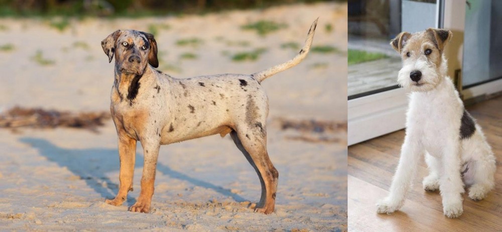Wire Fox Terrier vs Catahoula Cur - Breed Comparison