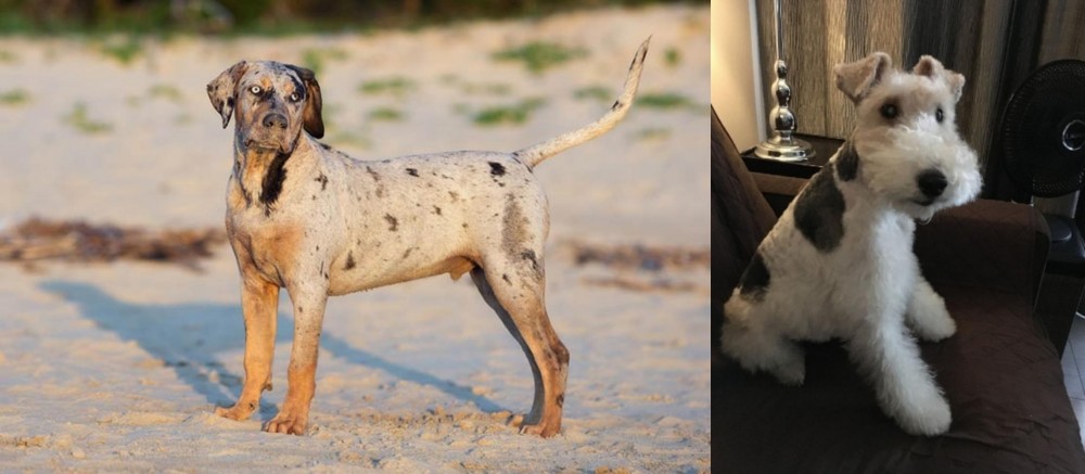 Wire Haired Fox Terrier vs Catahoula Cur - Breed Comparison