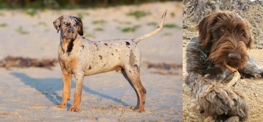 Wirehaired Pointing Griffon vs Catahoula Cur - Breed Comparison