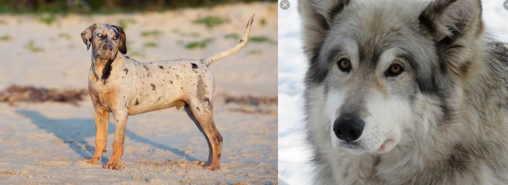 Wolfdog vs Catahoula Cur - Breed Comparison
