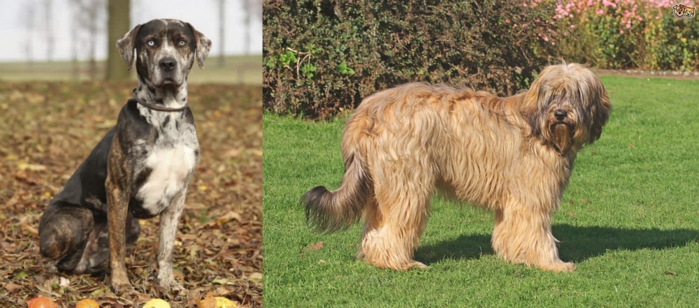 Catalan Sheepdog vs Catahoula Leopard - Breed Comparison