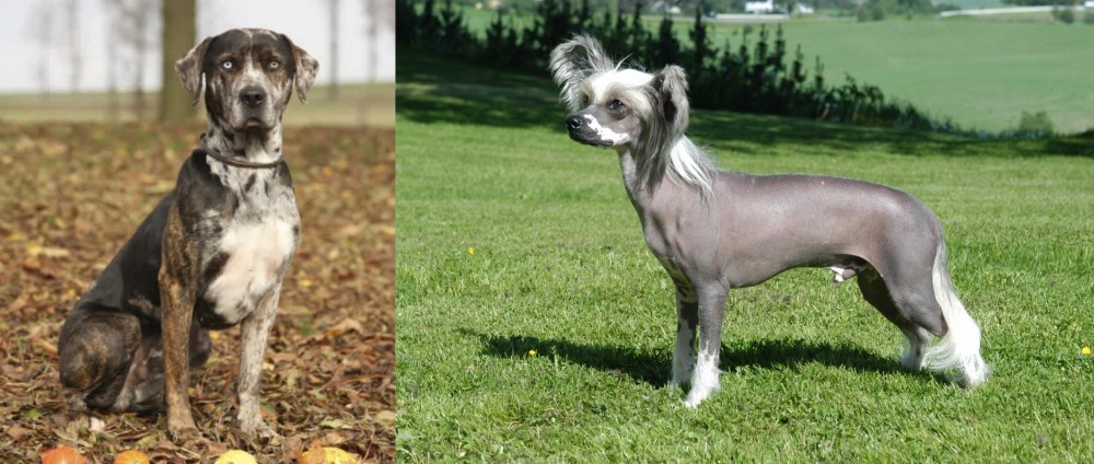 Chinese Crested Dog vs Catahoula Leopard - Breed Comparison
