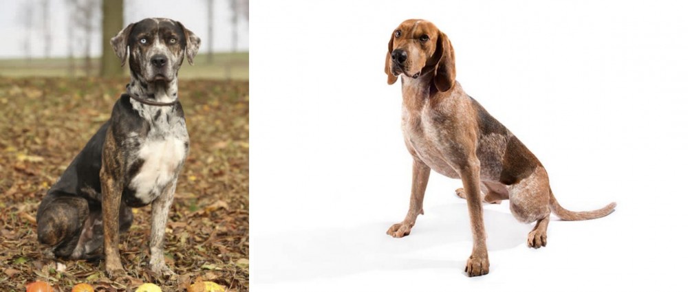 Coonhound vs Catahoula Leopard - Breed Comparison