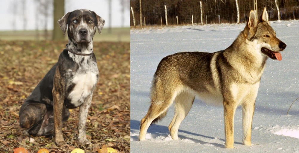 Czechoslovakian Wolfdog vs Catahoula Leopard - Breed Comparison