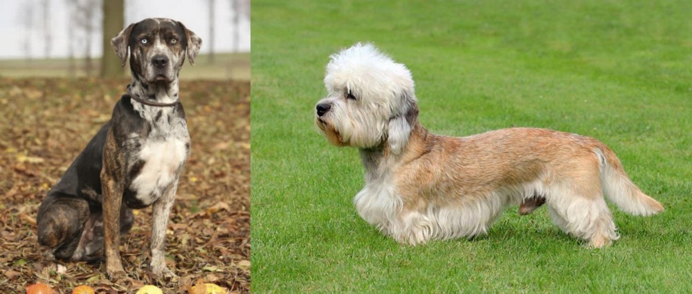 Dandie Dinmont Terrier vs Catahoula Leopard - Breed Comparison