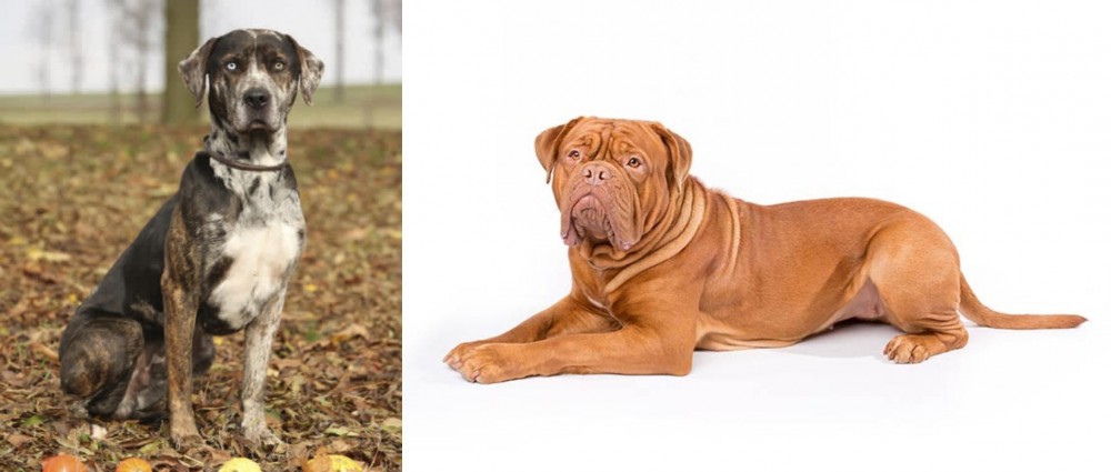 Dogue De Bordeaux vs Catahoula Leopard - Breed Comparison