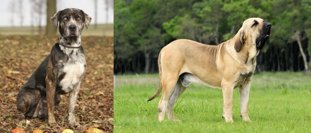 Fila Brasileiro vs Catahoula Leopard - Breed Comparison