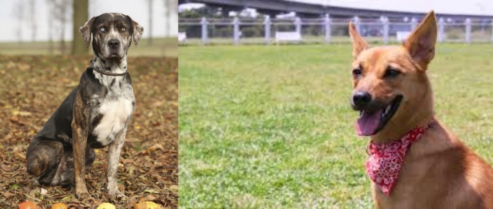 Formosan Mountain Dog vs Catahoula Leopard - Breed Comparison