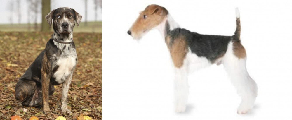 Fox Terrier vs Catahoula Leopard - Breed Comparison