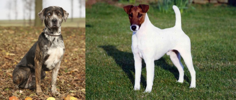 Fox Terrier (Smooth) vs Catahoula Leopard - Breed Comparison
