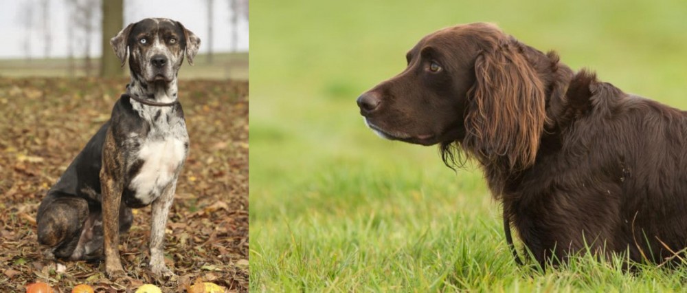 German Longhaired Pointer vs Catahoula Leopard - Breed Comparison