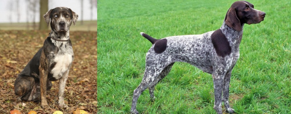 German Shorthaired Pointer vs Catahoula Leopard - Breed Comparison