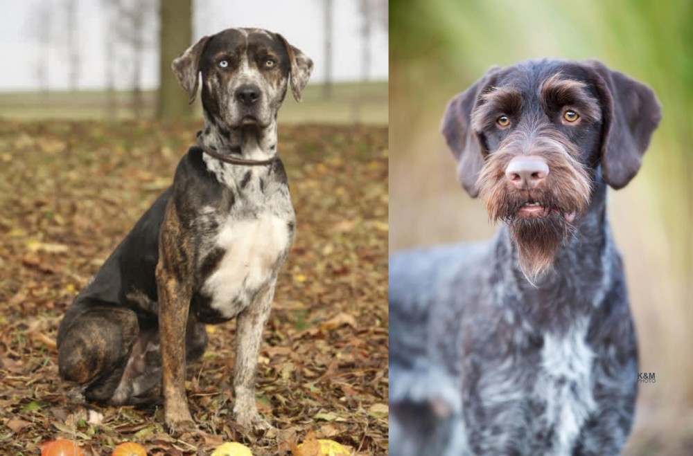 German Wirehaired Pointer vs Catahoula Leopard - Breed Comparison