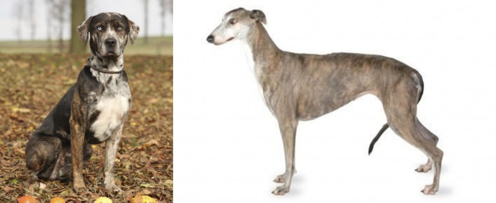 Greyhound vs Catahoula Leopard - Breed Comparison