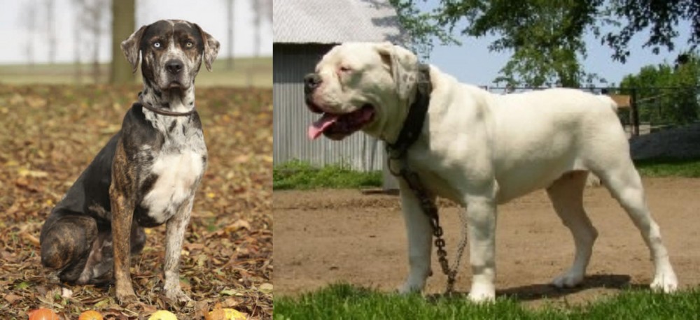 Hermes Bulldogge vs Catahoula Leopard - Breed Comparison