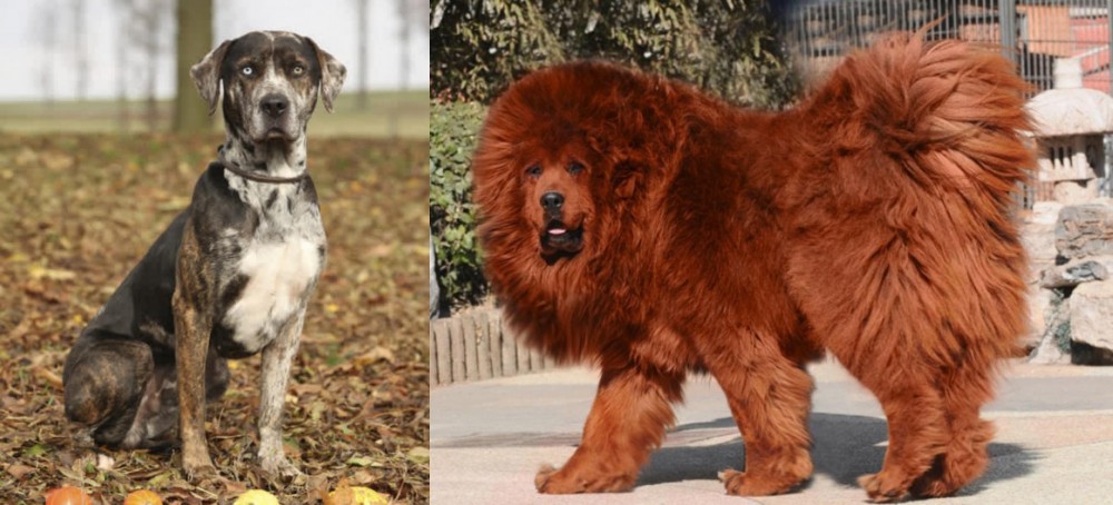 Himalayan Mastiff vs Catahoula Leopard - Breed Comparison